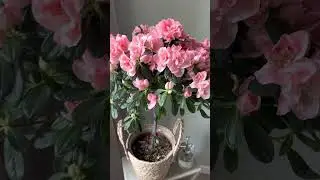 Большая цветущая азалия, Н65 см. Заказатт в СПб inst @janaplants