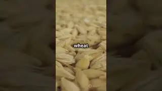 Millet-Wheat-Based Agricultural System Formation in the North China #sciencefather #soil #farming