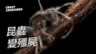 蟲草：讓昆蟲變成殭屍的真菌 | 奇怪動物紀錄片