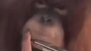Monkey Monday ep1 Monke be vibing doe//Sicko mode