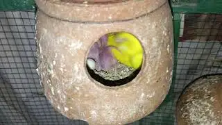 MaShaAllah Bajri super Breeding progress #birds #bajribreeding #budgiesbreeding #bajrilover#petbreed