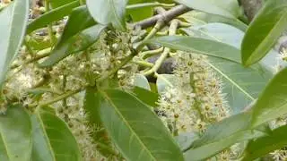 Bird cherry flowers - Prunus padus - Bl&oacute;&eth;heggur - Heggvi&eth;ur - Gar&eth;tr&eacute;