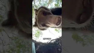 Почему от медведей лучше держаться подальше?