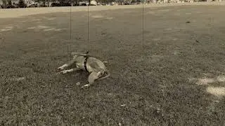 Stuntdog the Wonderhorse