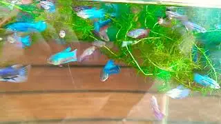 My Betta is Growing