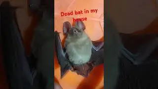 Dead bat in my house.19 December 2024