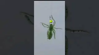 spider bait??