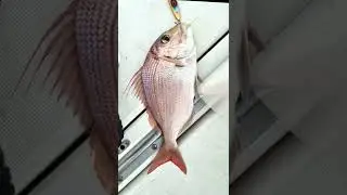 תפיסה של פרידה בסלו ג'יג -Slow jigging #shorts #slowjigging Catch Bluespotted Seabream