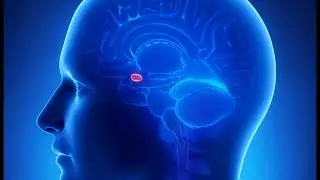 Our Intense Emotional Brain as a Highly Sensitive Person [audio]