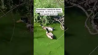 what's my options? #funnyshorts #creativecontentcreator #duck #relatablecontent #caption  #funny