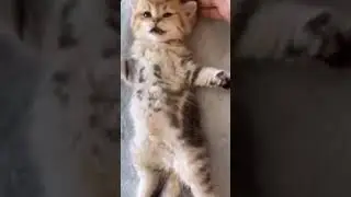 Super Cute Kittens #petlover #fur #petsoftheday #cat #funnypet #funnypets