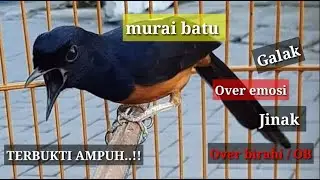 Murai galak # over birahi kembalikan performa pakai cara ini..!!