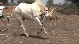 Furious  Khillari stud bull at Dodwad for Bailgadi Sharyat