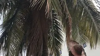 Copy of Wildfires Sound InThe African Jungle (4)