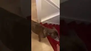 Funny dog says no to pets! #petvoiceover #funnydogsoftiktok #dontpetme #staffy