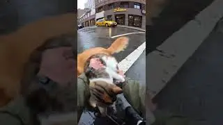 Young man and woman save a cat and a dog from dangerous street #wholesale #brave #dog #cat #fyp
