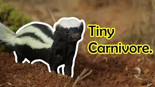This Little Guy is One of Africa's Smallest Carnivores