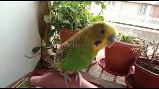 How to tame budgies in home|kids channel keywords|kids toy city channel|you tube channel keywords