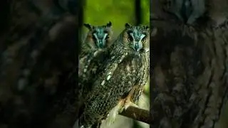 Owl couple love |  | lumity |lumity comicslumity fan #bird