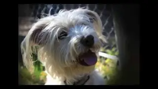 [Dogs Without Borders] Adopt Bobby! Terrier x Dachshund Mix
