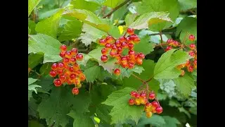 Guelder Rose