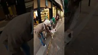 Interactions with my dog!! #youtubeshorts #husky #shorts #viral #dogs #pet #instagram #fyp #foryou