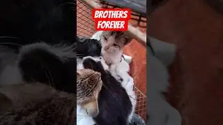 Братья навсегда.....!!!