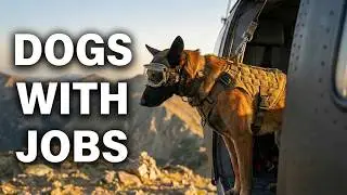 These Dogs Aren't Pets&mdash;They're Lifesavers