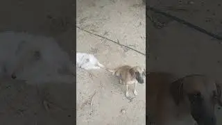 Friquitey y Roquetey tiempo familiar 🐕&zwj;🦺🫂 #dog #dogs