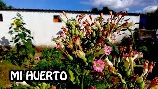 Mi huerto Ecológico