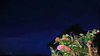 Dusk Flowers and stars