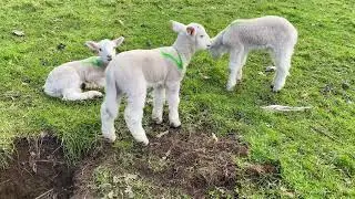 Michelle's new lambs