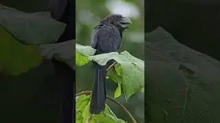 garrapatero an&iacute; #colombia #boyac&aacute; #zetaquira #travel #birds #oiseaux