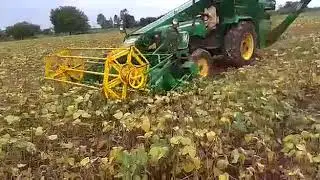 Moong harvesting