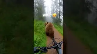 Bear dance 🤣🤣 | #subscribe