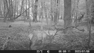 BUSHNELL trophy cam hd