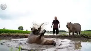 Capyra siêu quậy@SinhTonRV 