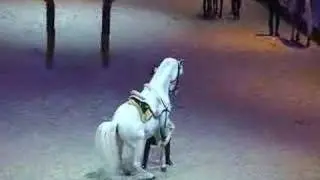 Levade - Classical riding - Spanish Riding School