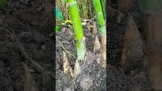 When the rainy season comes, bamboo shoots will grow a lot #shortvideo #rurallife #new #garden