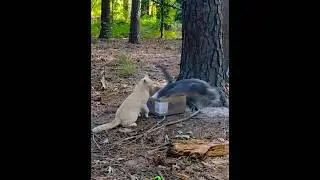 Gray Tabby's 