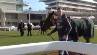 Annie Power on the Monday of Cheltenham..