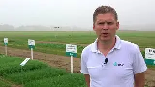 DSV zaden │Vanggewas na mais