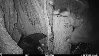 Allerton Park Creek cam june 2023