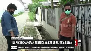 Napi Kabur Gali Lubang Selama 6 Bulan | REDAKSI PAGI (22/09/20)