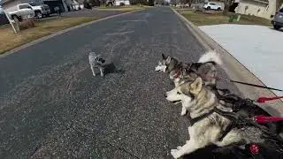 Off-leash Dogs 🐕 Are Dangerous!! 😱 ‼️#urbanmushing #offleash #baddogowner