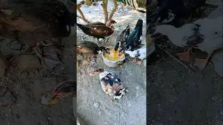 চীনাহাঁস পালন পদ্ধতি কি কি খায়,China Hash palon phothdoti ki ki khai #shortsvideo#viralvideo @KEKA