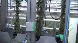 Klimplanten snoeier