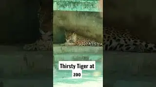 Thirty Tiger At Zoo 😳 | Sad Reality 🥴| Summer Days🥵 | #tiger🐅 #zoo