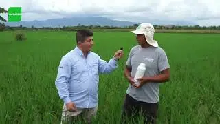 Descubre los resultados de METARICE en un cultivo de arroz LIBRE DE MALEZAS GRAM&Iacute;NEAS!