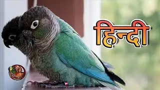 Everything about Conure in Hindi || Medium & Large Parrots